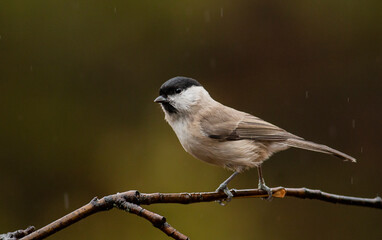 Common Marsh Tit in the forest background