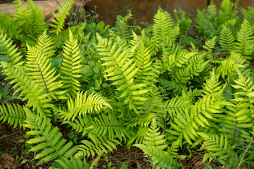 Naklejka na ściany i meble Green healthy beautiful ferns in focus 