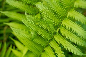 Green healthy beautiful ferns in focus
