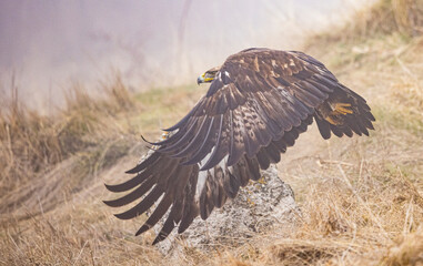 Golden Eagle flying in autumn landscape