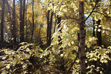 yellow autumn leaves on tree branches in a sunny forest