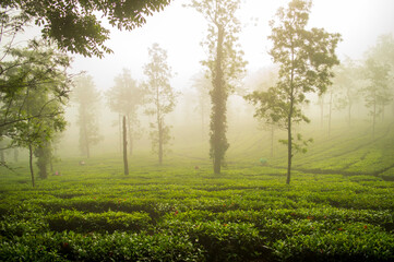 The tea plant does'nt like a very dry climate or very strong sunshine. That's why you often find tea growing in misty landscapes.