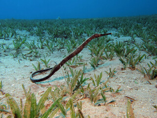 A Double-ended pipefish Trachyrhamphus bicoarctatus in the seagrass