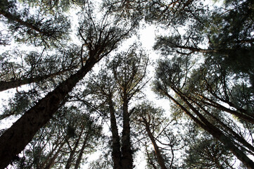 Wide angle view of dense pine tree forest in ooty
