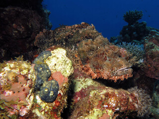 Naklejka na ściany i meble A Smallscale scorpionfish Scorpaenopsis oxycephala