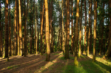 Obraz premium Pine tree forest during sunrise in ooty