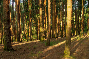 Pine trees are the dominant plants in many cool temperature and boreal forests. It showcases the mesmerizing nature around which has been preserved to date.