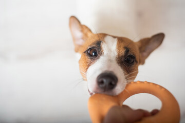 The dog is pulling a rubber toy. Top view of jack russell terrier playing with the owner.