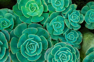 In botany, succulent plants, alsi known as succulents, are plants with parts that are thickened,...