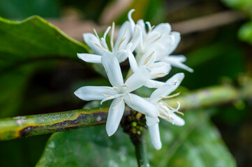 Coffee flowers in bloom
