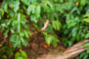 Giant wood spider trapped a mantis in focus