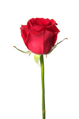 Beautiful red rose on white background