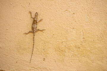 Wall lizards are agile and well named as it can often be seen basking, hanging from walls or rock faces. Its tail making up around two-thirds of its overall body length.