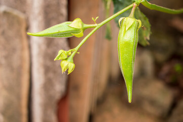 Lady's finger is a flowering plant in the mallow family. It is valued for its edible green seed pods. The plant is cultivated in tropical, subtropical and warm temperature regions around the world.