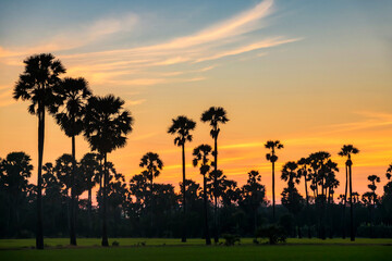 sugar palm tree farm at dusk with twilight sky