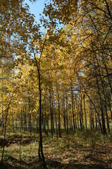 yellow autumn leaves on tree branches in a sunny forest