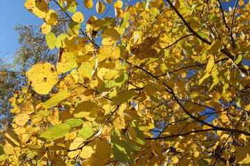 yellow autumn leaves on tree branches in a sunny forest