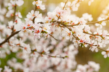 Fototapeta premium Blooming tender cherry closeup, floral white branch of sakura bush at spring under sunlight