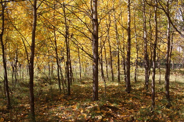 yellow autumn leaves on tree branches in a sunny forest