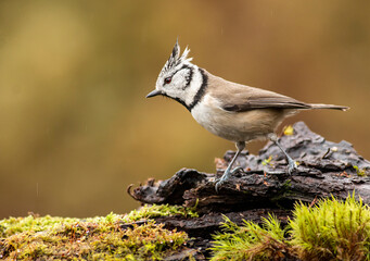 Cute Crested Tit in autumn background