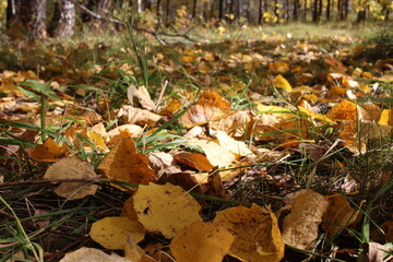 autumn yellow leaves lie in the green grass in autumn in the forest