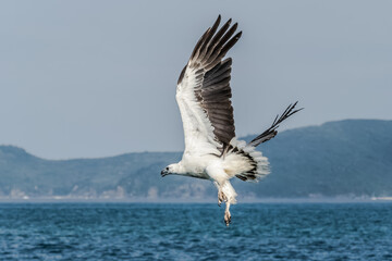 Bird of prey flying over the sea in the whitsundays, Australia