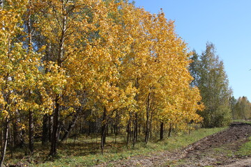 Fototapeta premium yellow autumn leaves on tree branches in a sunny forest