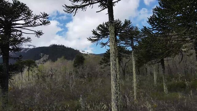 Araucaria Chile Conguillio National Park