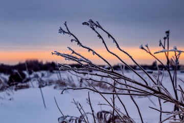 A view through the branches of a tree covered with hoarfrost to an orange streak of a sunset overcast sky. Close-up.