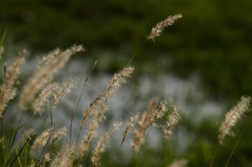 grass in the wind