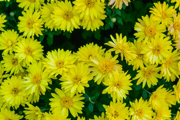 A bouquet of a huge number of yellow flowers. Close-up photo
