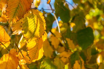 Autumn yellow and green leaves on tree branches