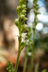 Orchid of Autumn Lady's-tresses macro photography