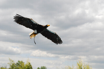 Pygargue de Steller ou pygargue empereur (Haliaeetus pelagicus)