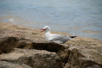 Mouette sur la plage de l'ilot Amédée dans le lagon sud de Nouvelle-Calédonie