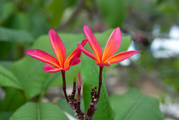 plumeria rubra ou frangipanier rouge
