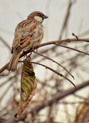 female house sparrow passer domesticus