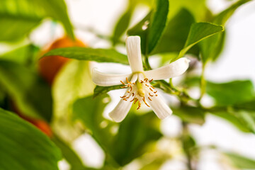 White lemon flower with stamens close up