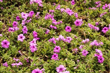 Fototapeta premium Petunia hybrid flower in nature garden