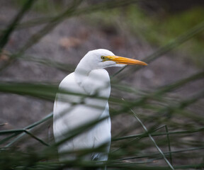 A Great Egret in the grass lakeside