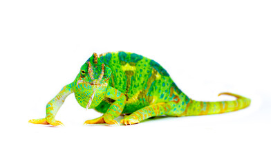 Chameleon closeup isolated on white background. Multicolor beautiful reptile chameleon with colorful bright skin. The concept of disguise and bright skins. Exotic tropical animal.