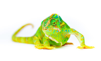 Chameleon closeup isolated on white background. Multicolor beautiful reptile chameleon with colorful bright skin. The concept of disguise and bright skins. Exotic tropical animal.
