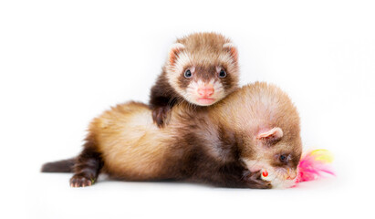 Fototapeta premium Ferret puppy on a white background. Pet's chocolate color. Little baby ermine, weasel, marten.
