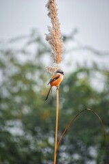 yellow billed toucan