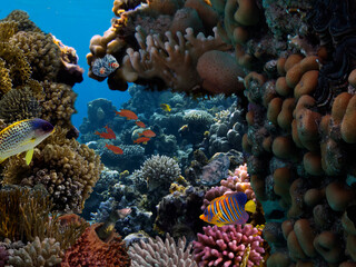 Underwater panorama in a coral reef with colorful tropical fish and marine life