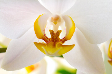 Beautiful orchid flower. Beautiful decorative flowers.