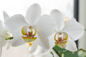 Beautiful orchid flower. Beautiful decorative flowers.