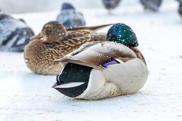 Ducks sleep in the snow in winter with their paws drawn in, close-up.