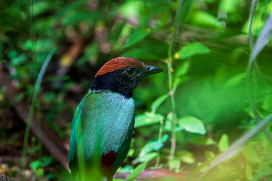 Close up image of Hooded pitta perching on the ground.