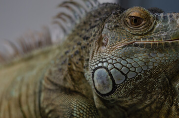 closeup view of the green iguana